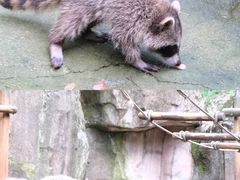 -杭州野生动物世界