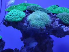 -上海海昌海洋公园