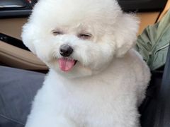 -萌宠之家·腊肠犬·马尔泰·小体犬舍
