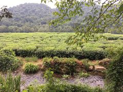 -中国茶叶博物馆(双峰馆区)