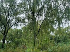 -燕郊植物园