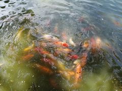 -孔雀园餐厅