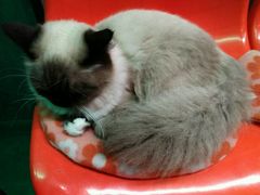 -猫咪博物馆(顶澳仔猫街店)