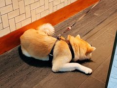 -BOCATA 西班牙餐厅(三里屯店)