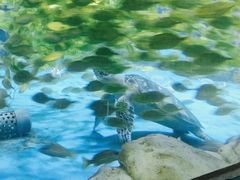 -锦艺城海洋馆