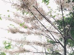 -香蜜公园