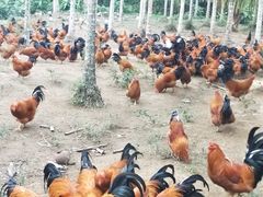 -兴隆槟榔园休闲农庄