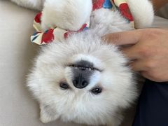 -怪兽屋·羊驼·猫咖·狗咖(俊华广场店)