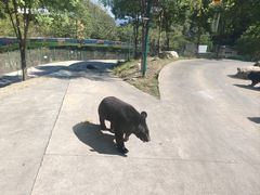 -栾川竹海野生动物园