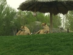 -北京野生动物园