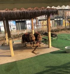 -萌宠亲子动物乐园(槐房万达店)