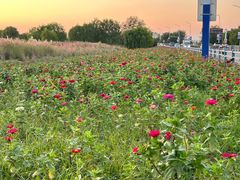 -合肥滨湖国家森林公园