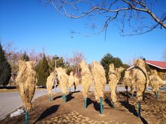 -大兴滨河森林公园