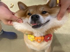 -逗柴咖啡屋·狗咖猫咖宠物桌游