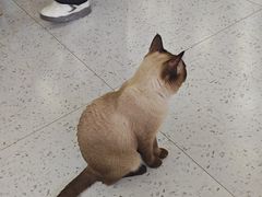 -喵园·猫主题咖啡厅·撸猫·猫咖(国贸店)