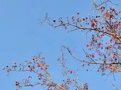 -柳鹭田园区
