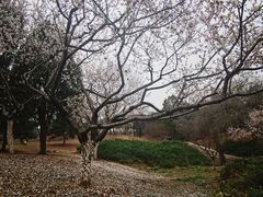 -北京西山国家森林公园