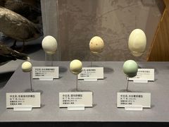 -天津自然博物馆