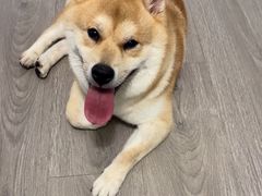 -久久宠物(河东万达店)