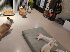 -平行世界·猫咖(首经贸店)