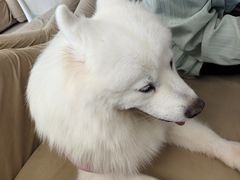 -怪兽屋·羊驼·猫咖·狗咖(俊华广场店)