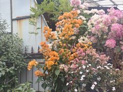 -桂林市花鸟市场