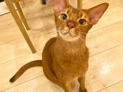 -Let's go狗咖·猫咖·奶狗·桌游(春熙路IFS店)
