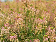 -中国天府农业博览园