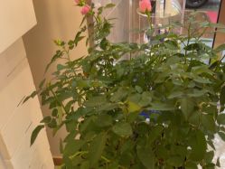 -雅曼妮spa美容养生