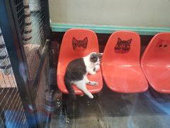 -猫咪博物馆(顶澳仔猫街店)