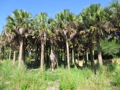 -奥兰多迪士尼动物王国乐园