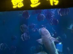 -合肥海洋世界
