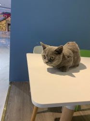 -Moni星球萌宠·小马宝莉·灵蛇·高端高阶全萌宠互动体验俱乐部(红豆国际广场店)