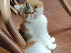 -猫岛主趣味餐厅(鼓浪屿店)