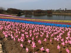 -杭州湾海上花田景区