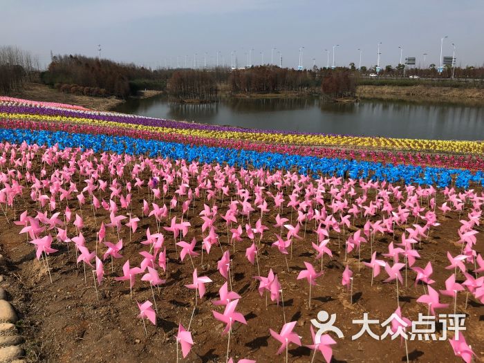 杭州湾海上花田景区图片 第1张