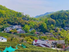 -龙井村