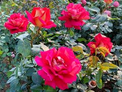 -人民公园(罗湖区)