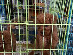 -中环花鸟鱼虫市场