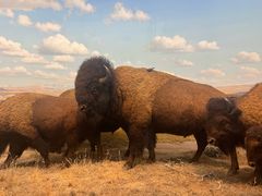 -美国自然历史博物馆