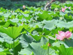 -陈家山荷花公园