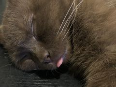 -猫小院猫主题咖啡厅(北锣店)