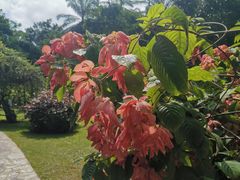 -中国科学院西双版纳热带植物园