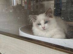 -十年猫舍·猫咪专门店(普陀店)