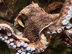 -西雅图水族馆