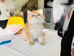-柚子猫舍·精品猫舍购猫·猫咪认养·购宠·宠物店