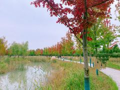 -泗洪洪泽湖湿地景区