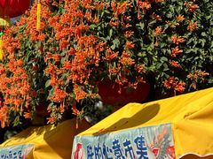 -珠海圆明新园