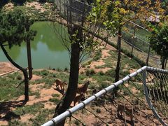 -西霞口神雕山野生动物世界