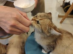 -平行世界·猫咖(首经贸店)